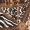 Animal Print High Neck Skater Dress